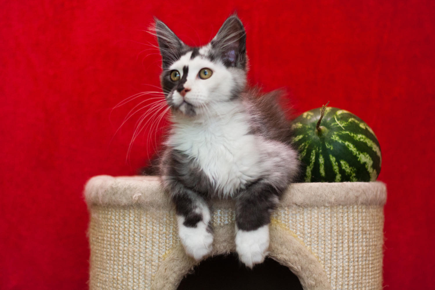 Georgia Maine Coon