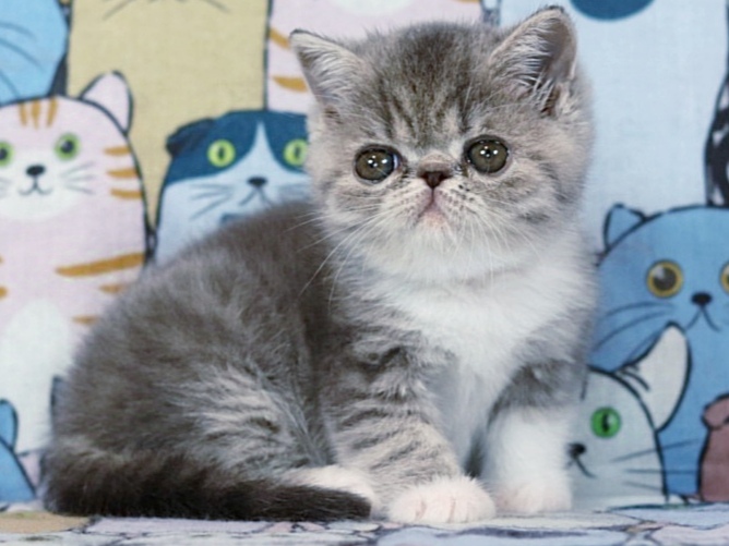 Barbara Exotic Shorthair