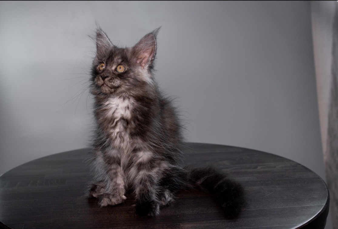 Gera Maine Coon