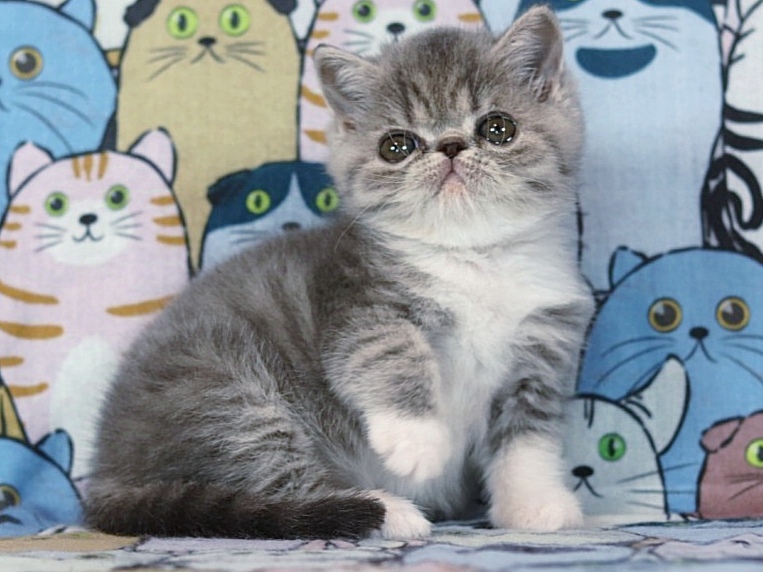 Barbara Exotic Shorthair