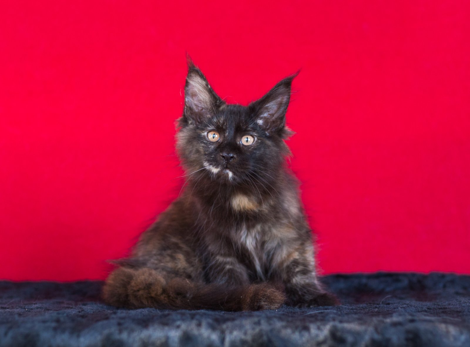 Easy Maine Coon