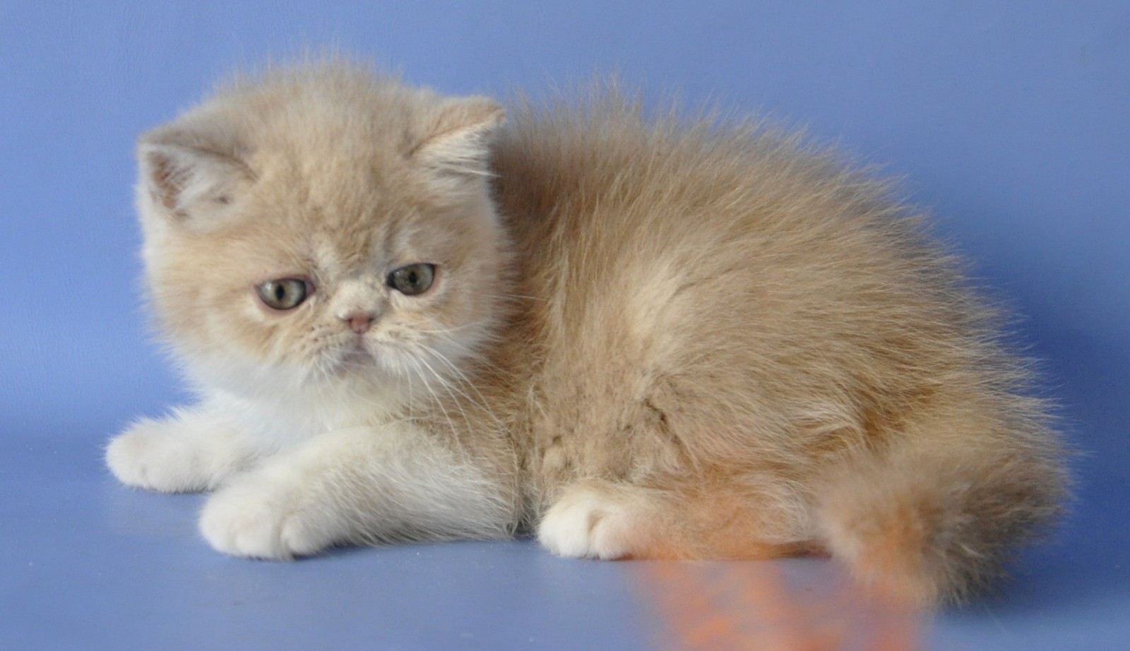 Bonitaa Exotic Shorthair