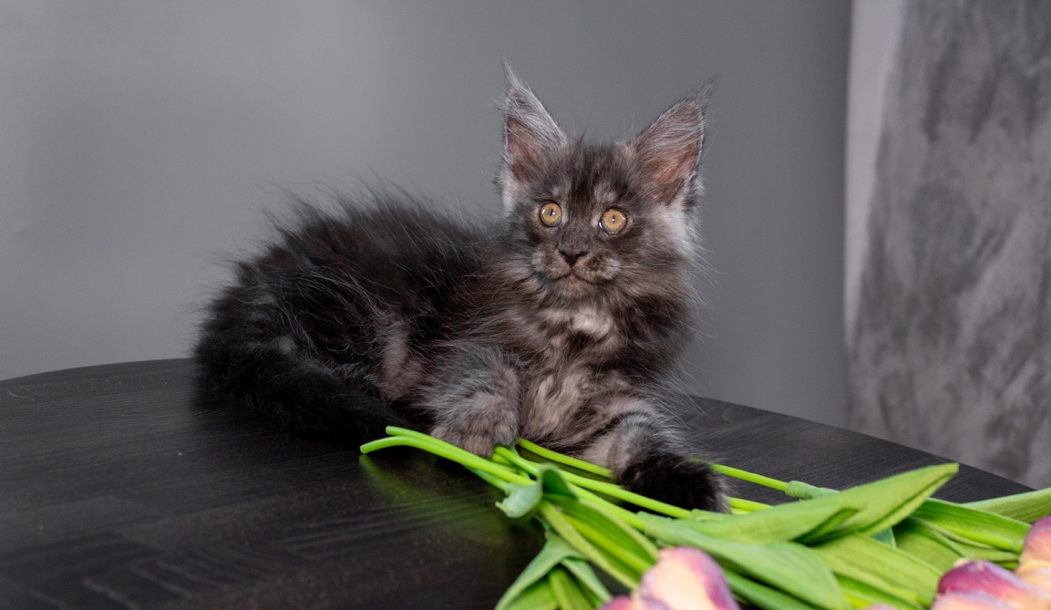 Gera Maine Coon