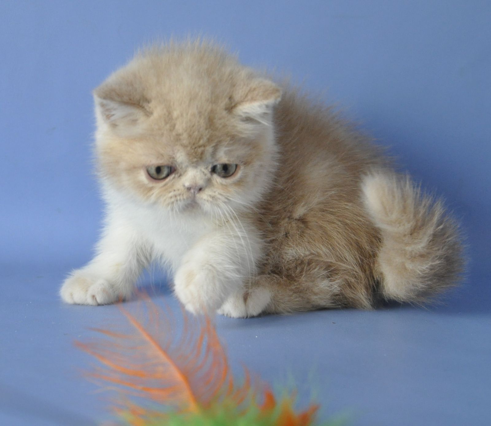 Bonitaa Exotic Shorthair