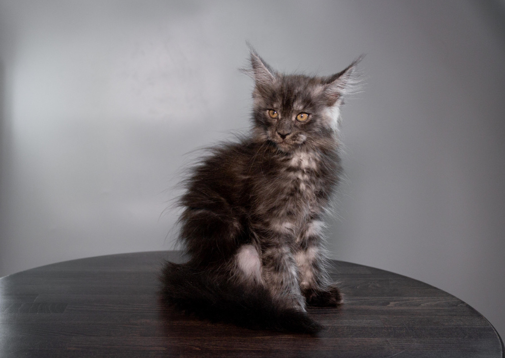 Gera Maine Coon