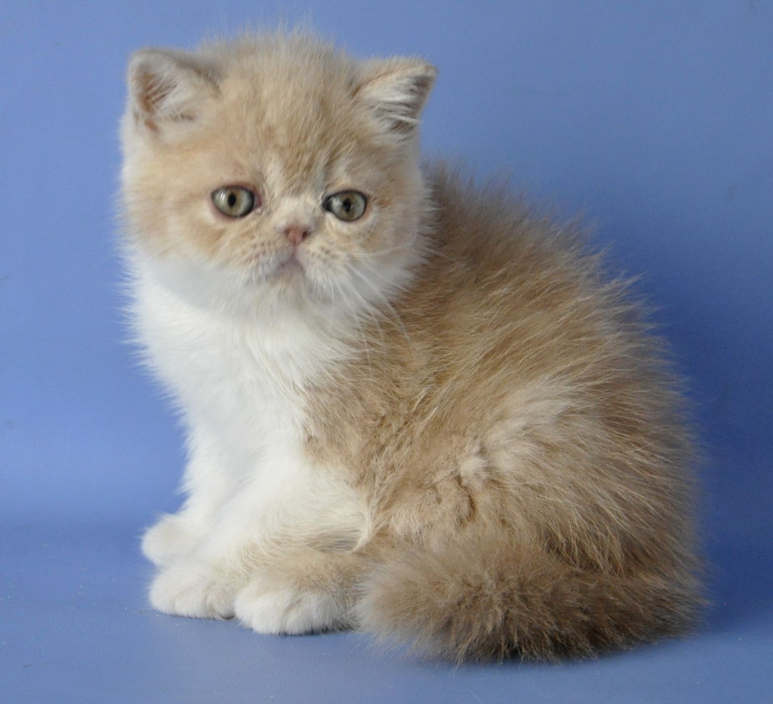 Bonitaa Exotic Shorthair