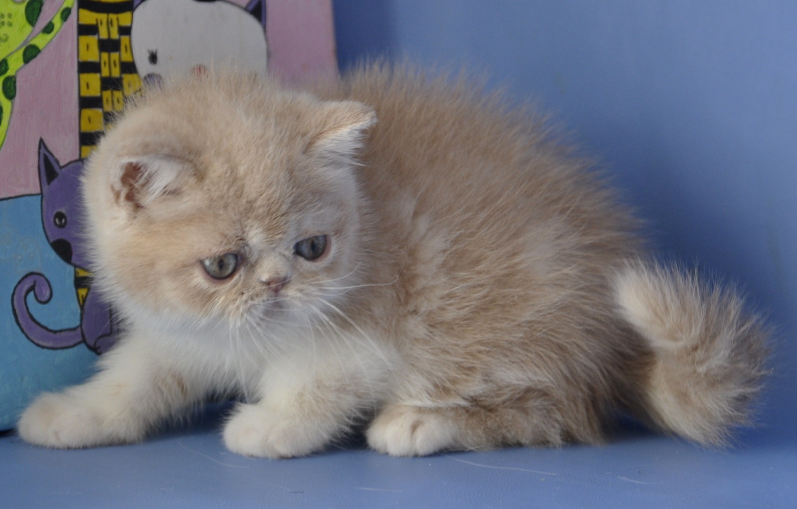 Bonitaa Exotic Shorthair