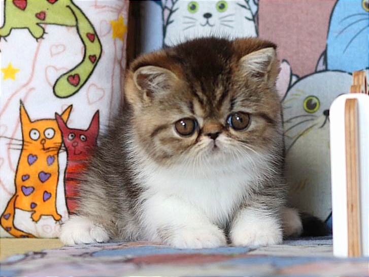 Boxhena Exotic Shorthair