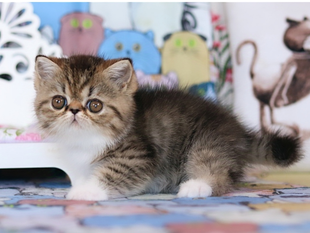 Boxhena Exotic Shorthair