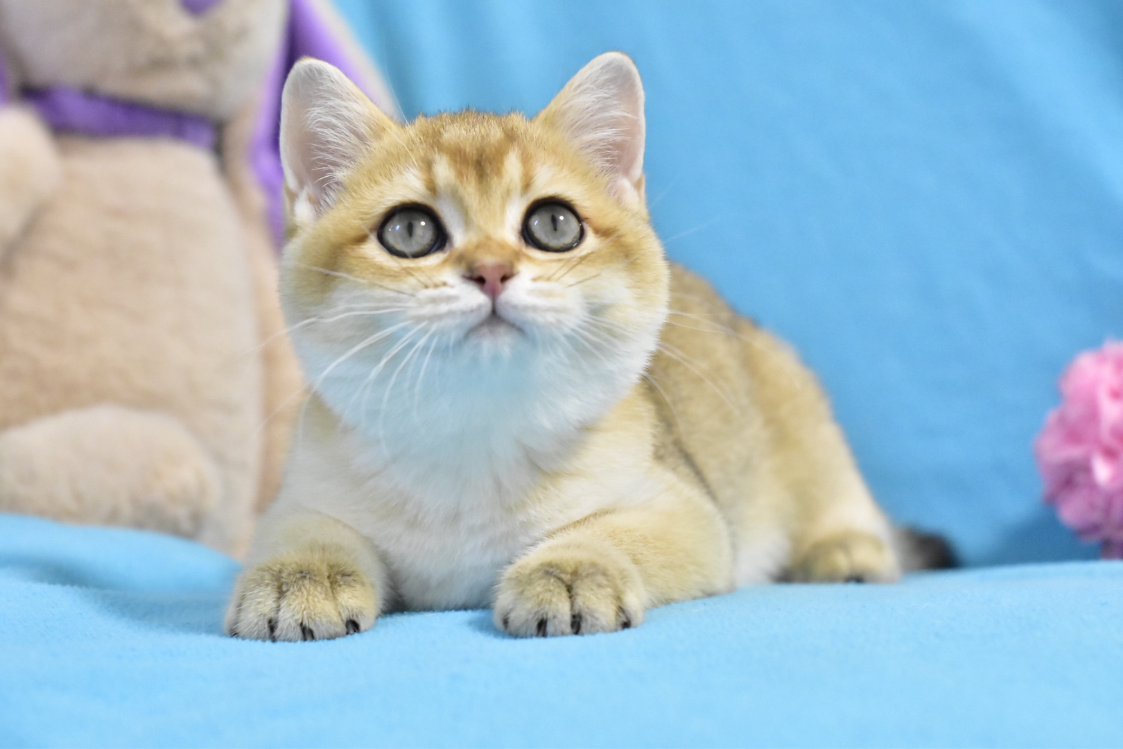 Whitney British Shorthair