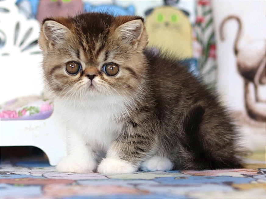 Boxhena Exotic Shorthair