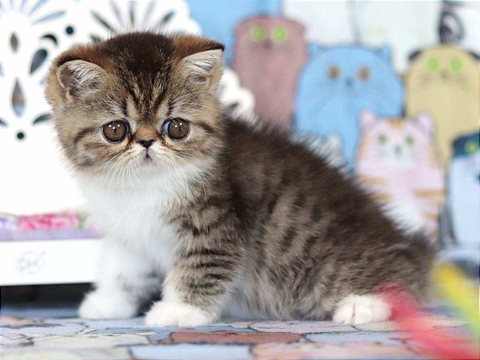 Boxhena Exotic Shorthair