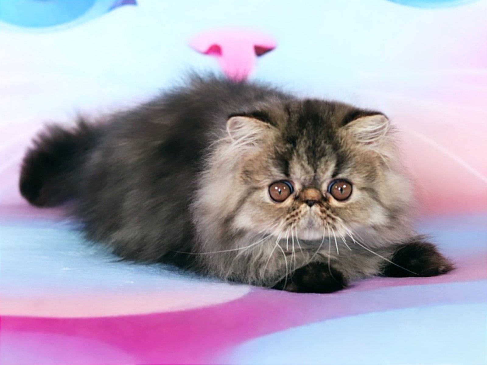 Zita Exotic Shorthair