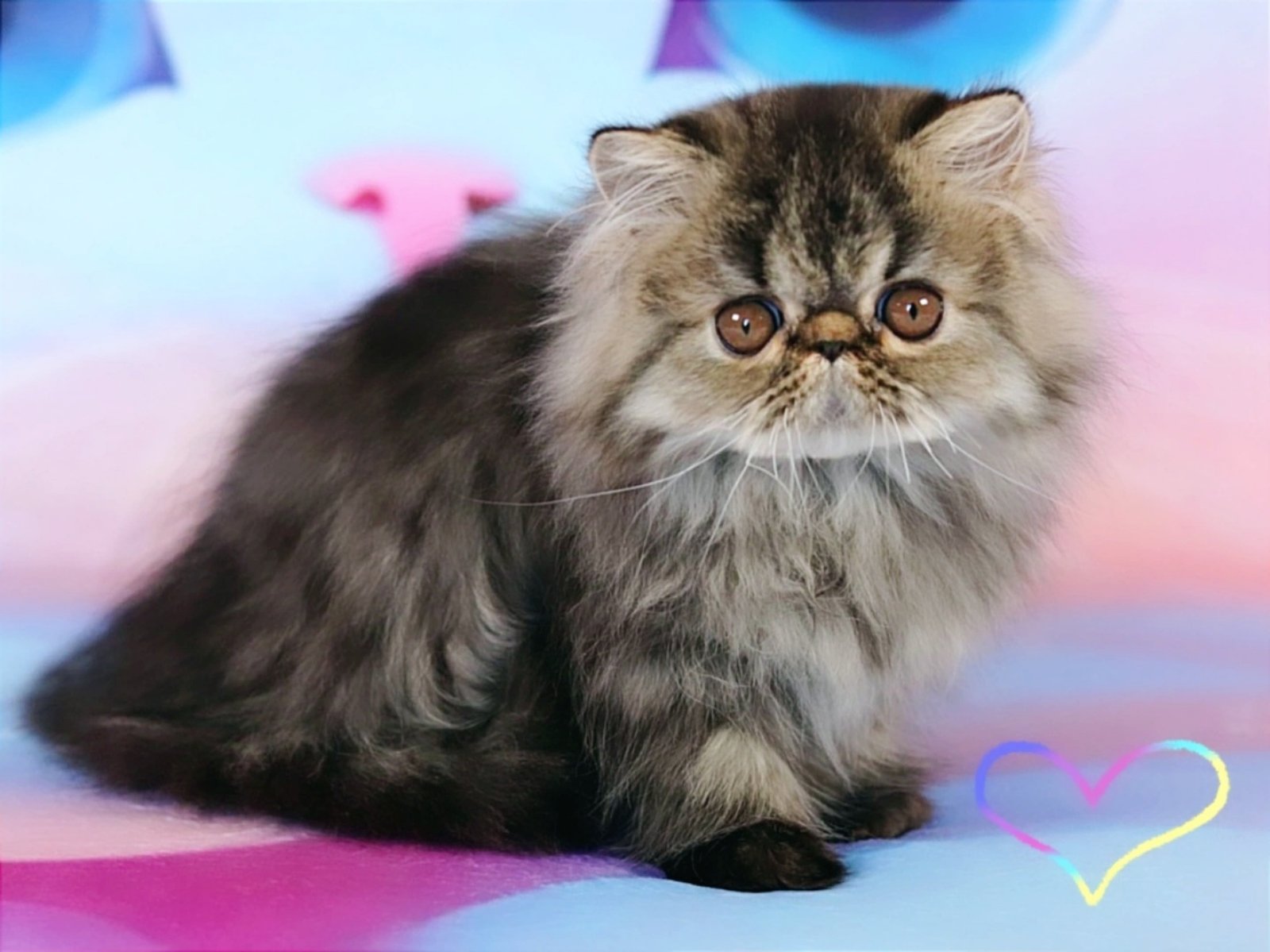 Zita Exotic Shorthair