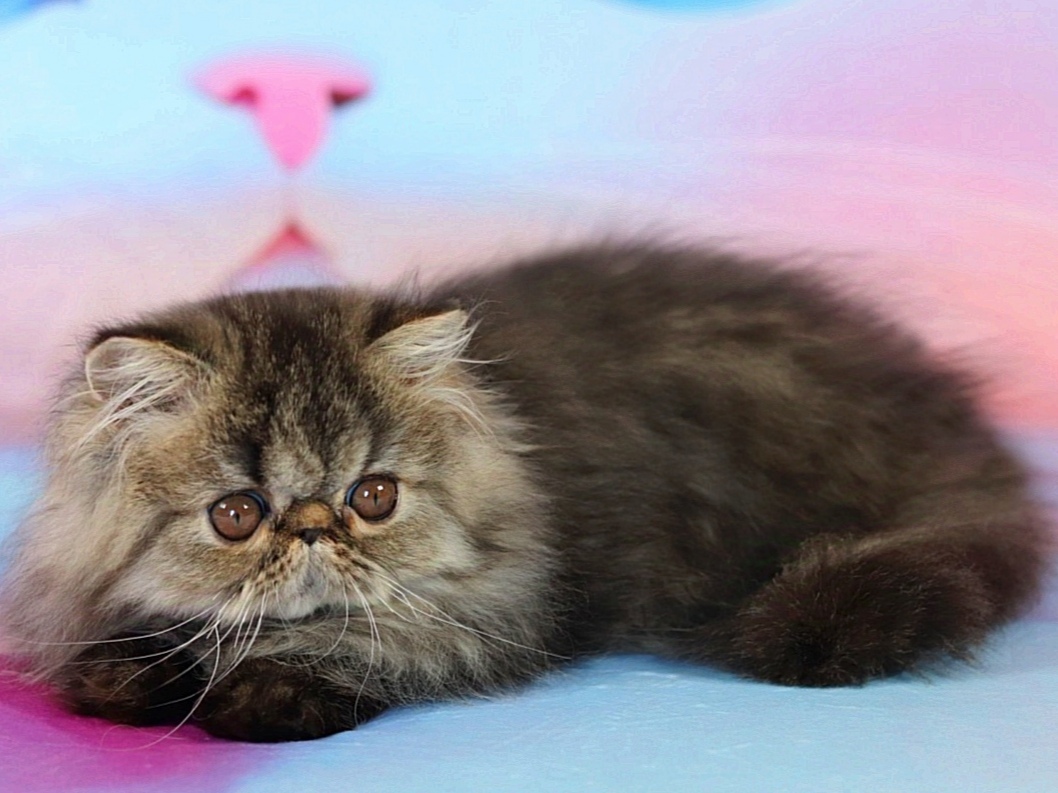 Zita Exotic Shorthair