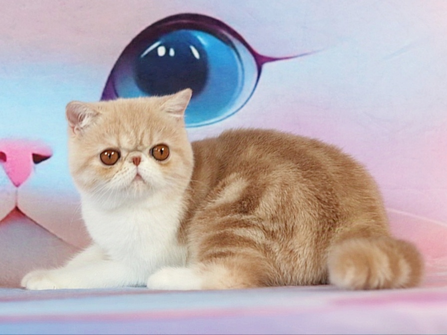 Yasimon Exotic Shorthair