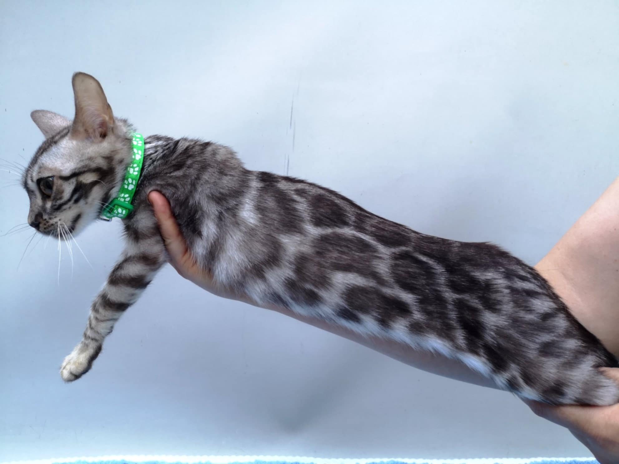 Simba Bengal