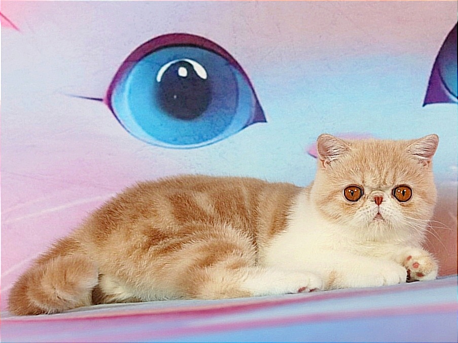 Yasimon Exotic Shorthair