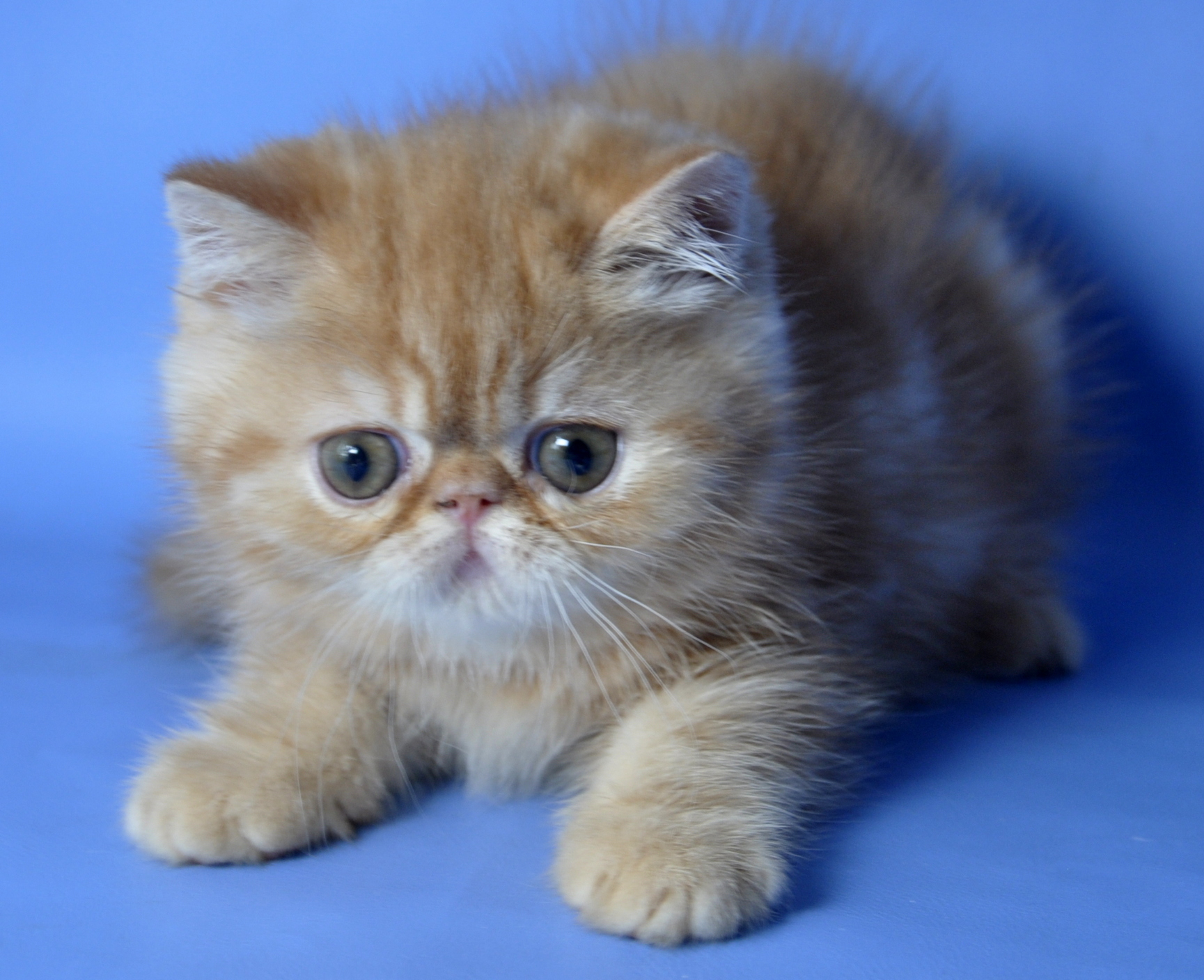 Boy Exotic Shorthair