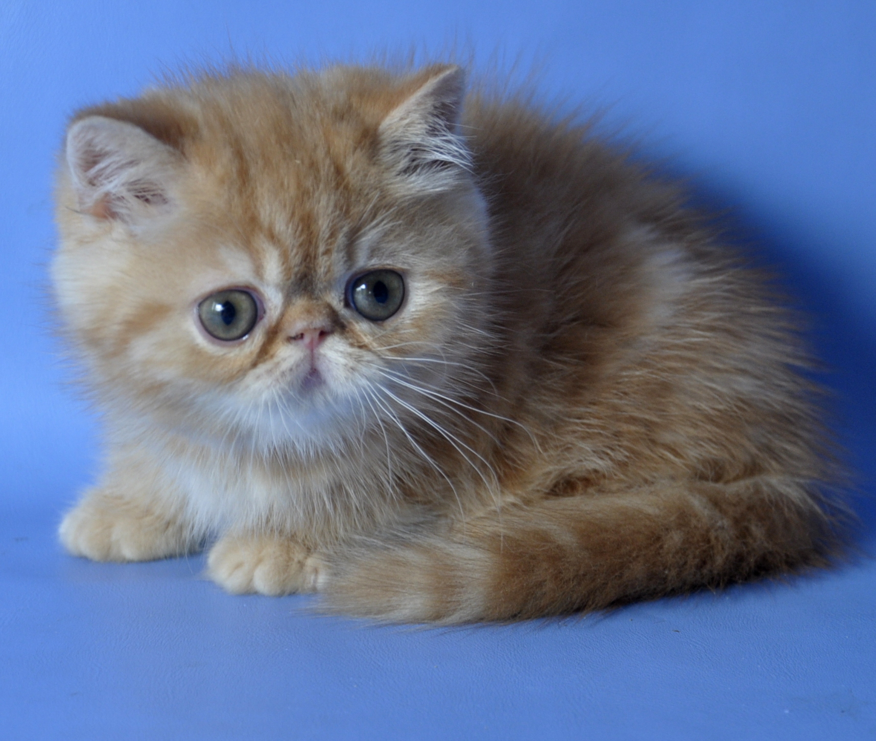 Boy Exotic Shorthair