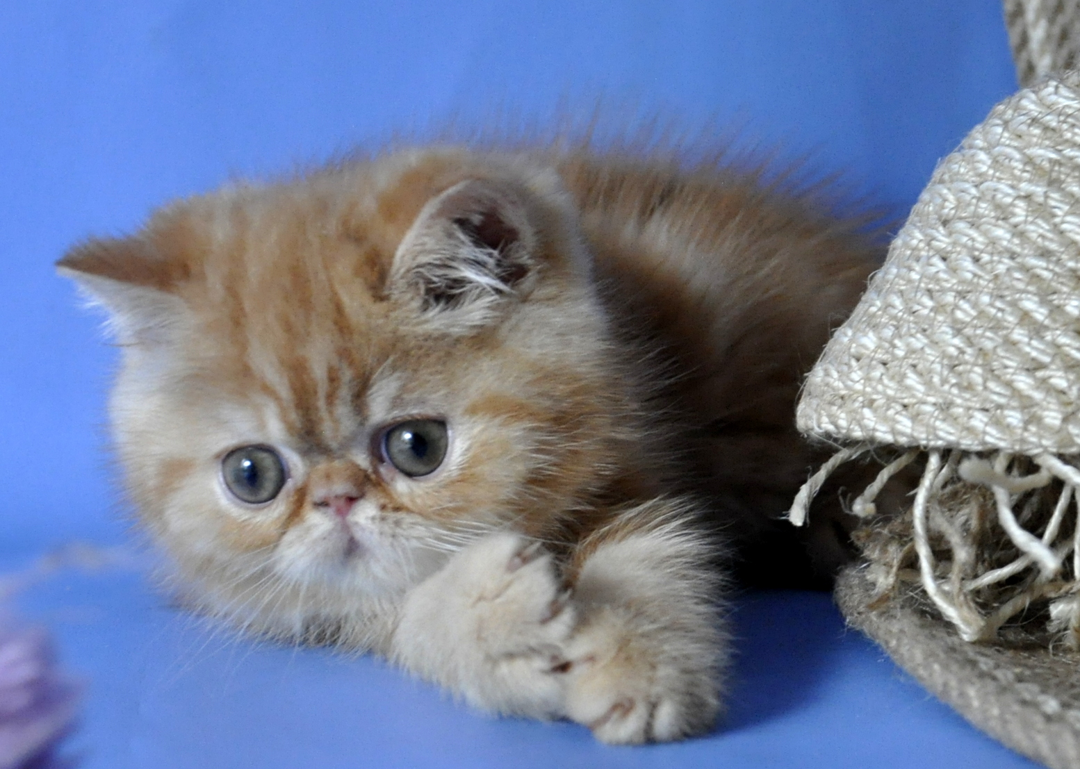 Boy Exotic Shorthair