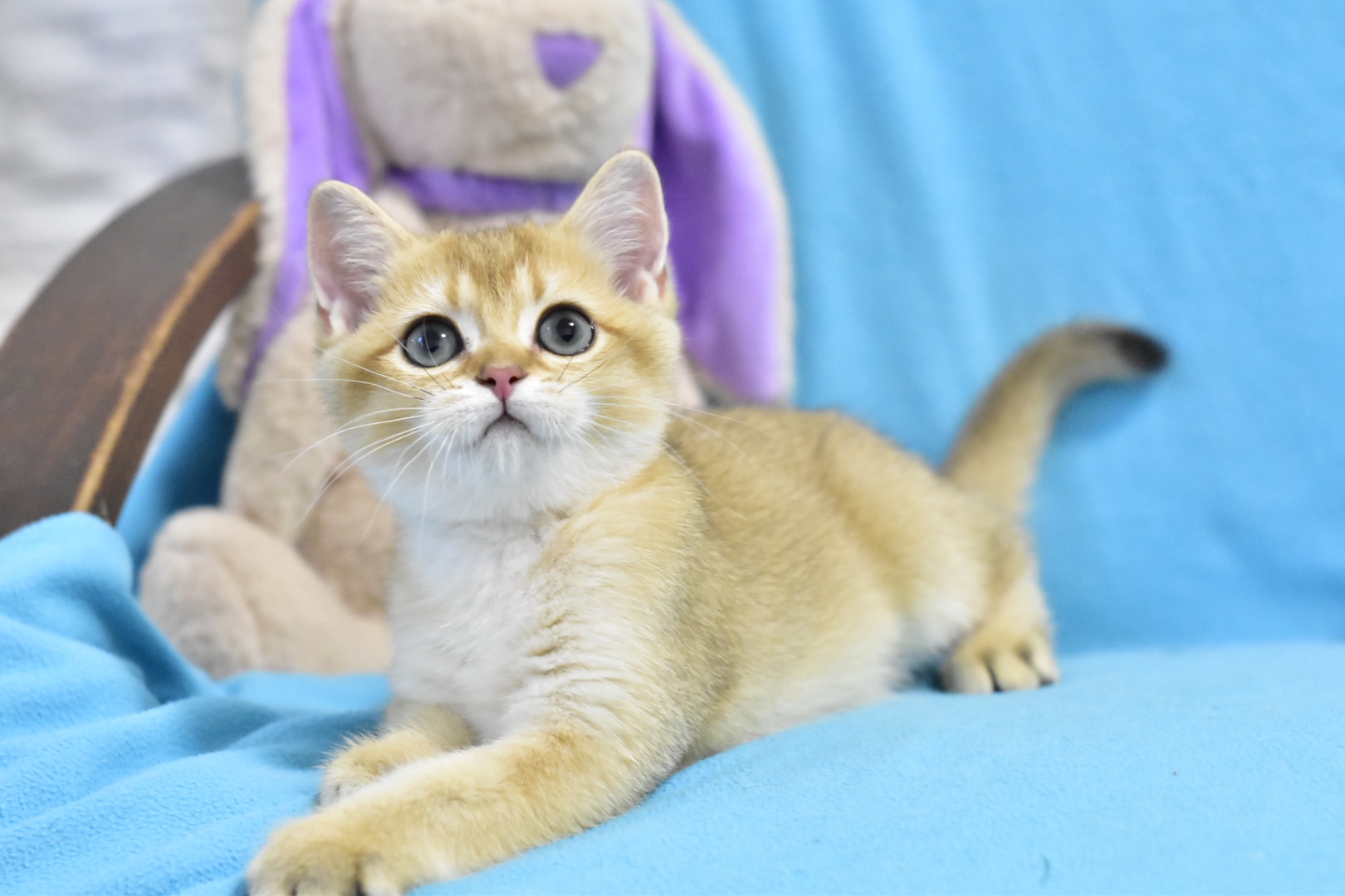 Willie British Shorthair