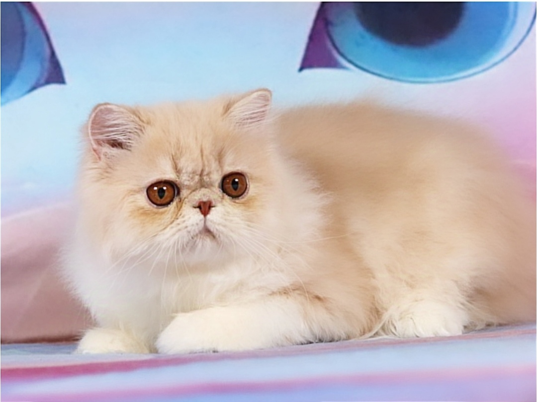 Yromir Exotic Shorthair