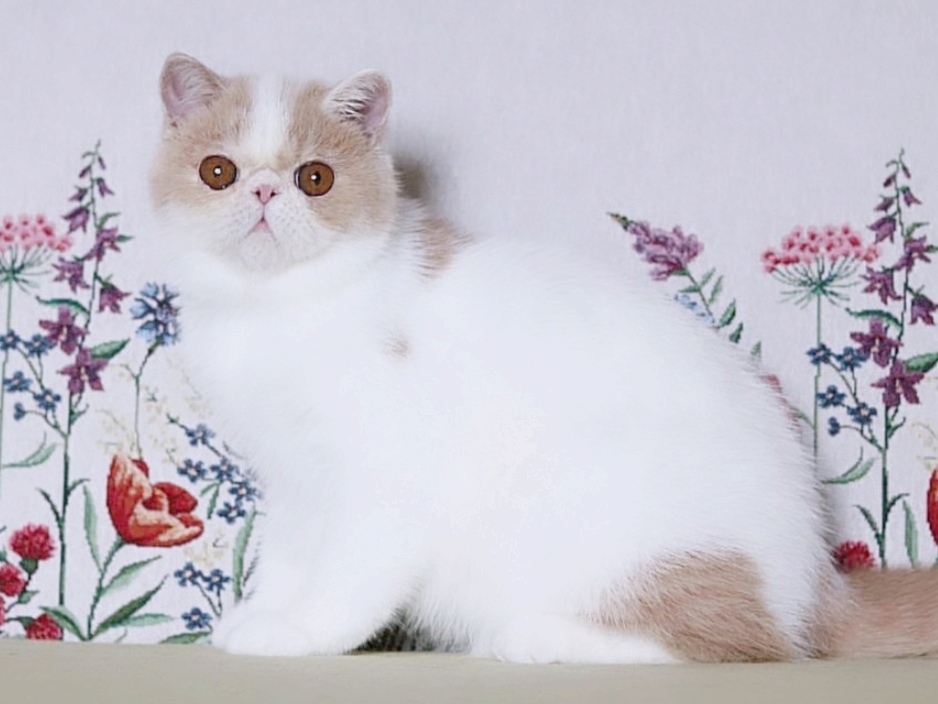 Wakula Exotic Shorthair