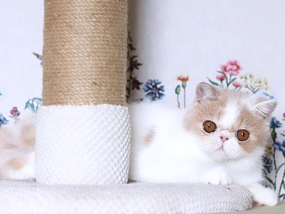 Wakula Exotic Shorthair