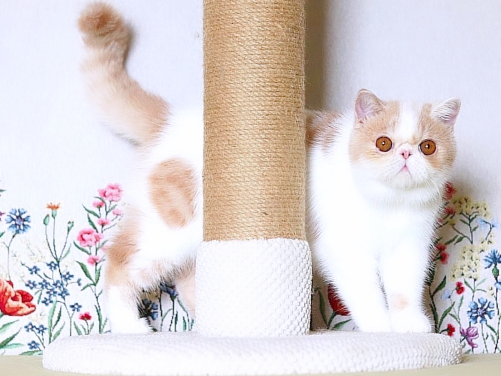 Wakula Exotic Shorthair