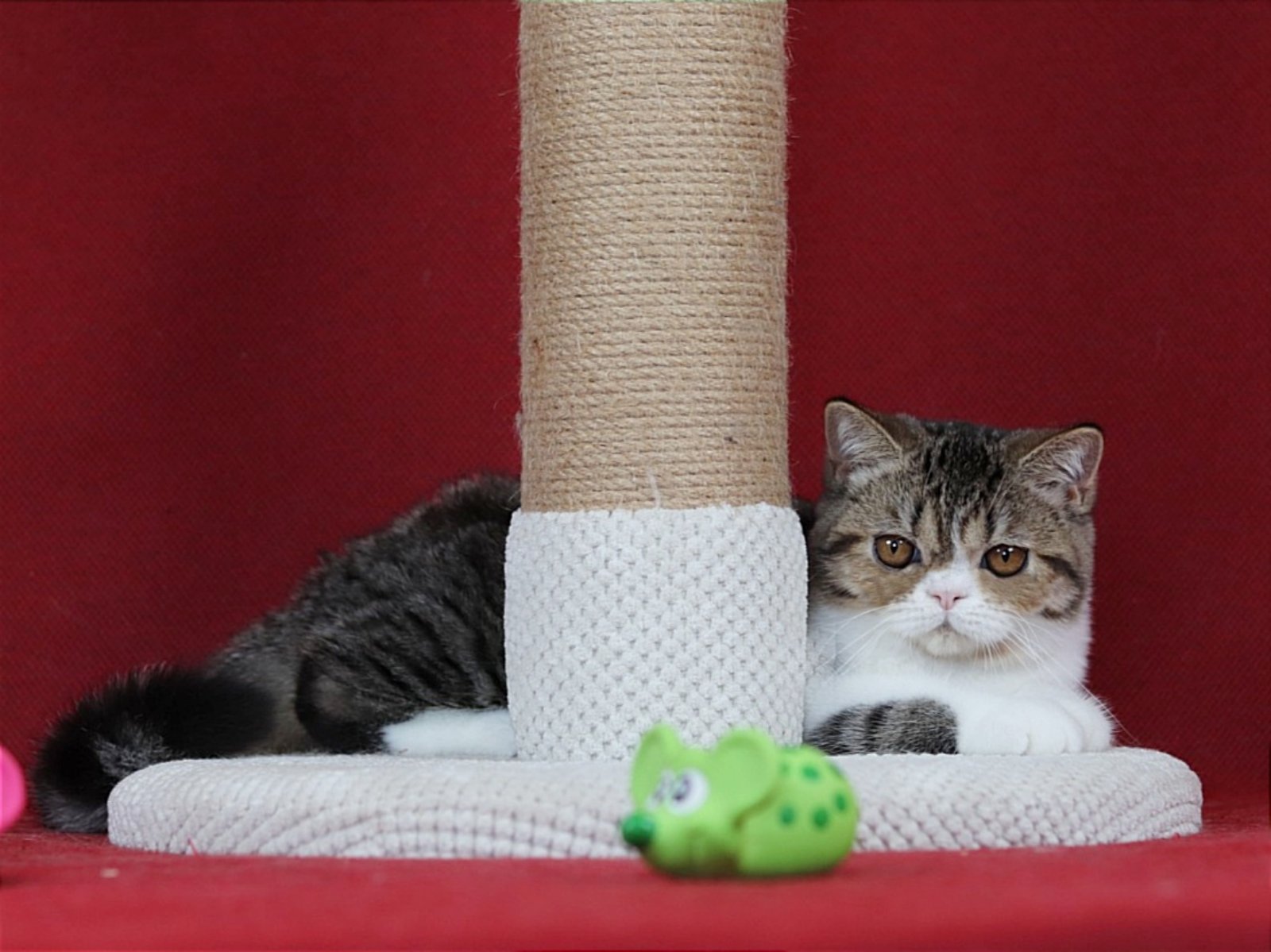 Xenon Exotic Shorthair