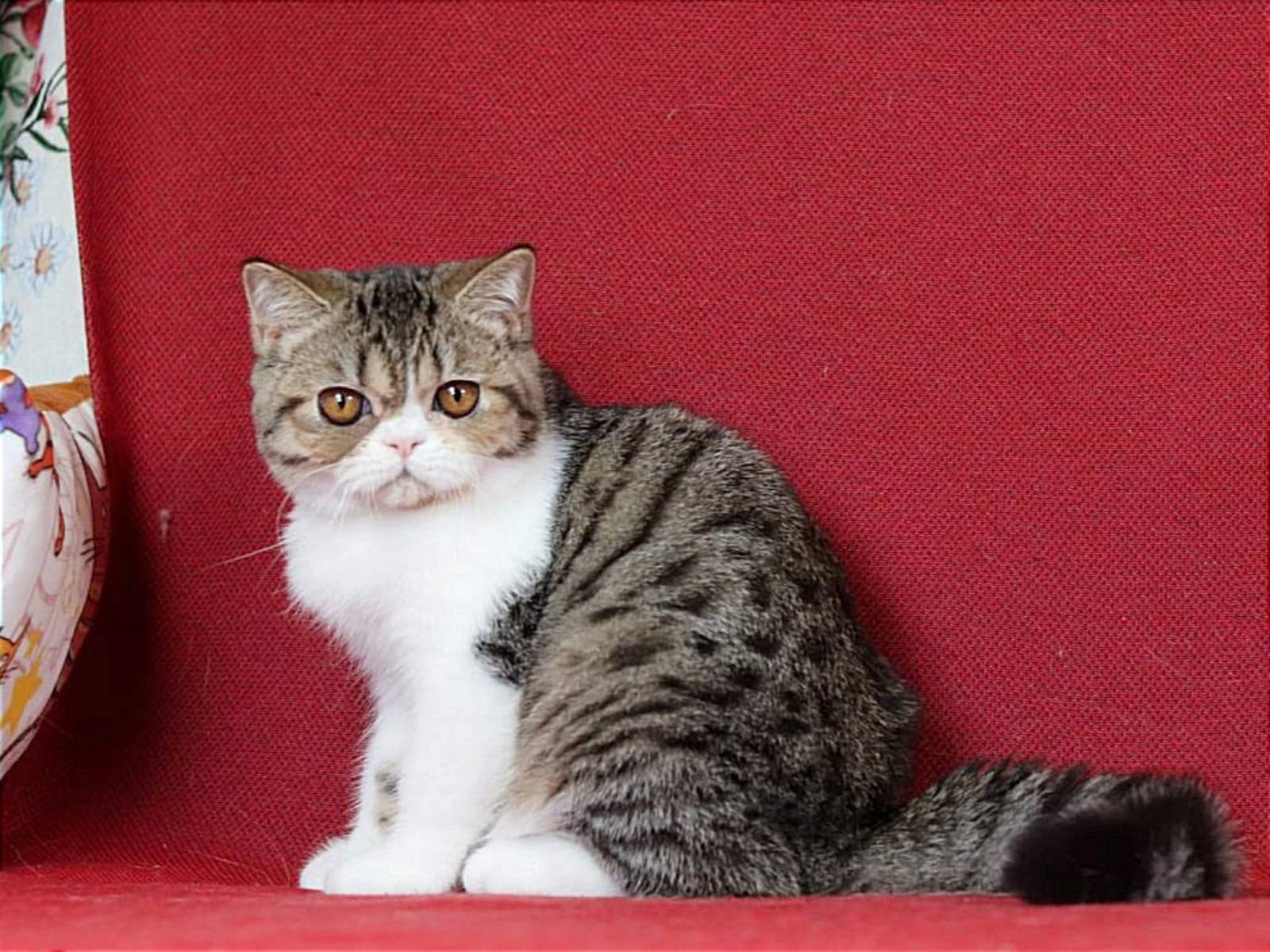 Xenon Exotic Shorthair