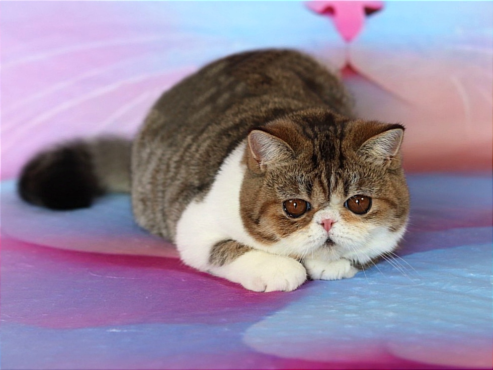 Xahariy Exotic Shorthair