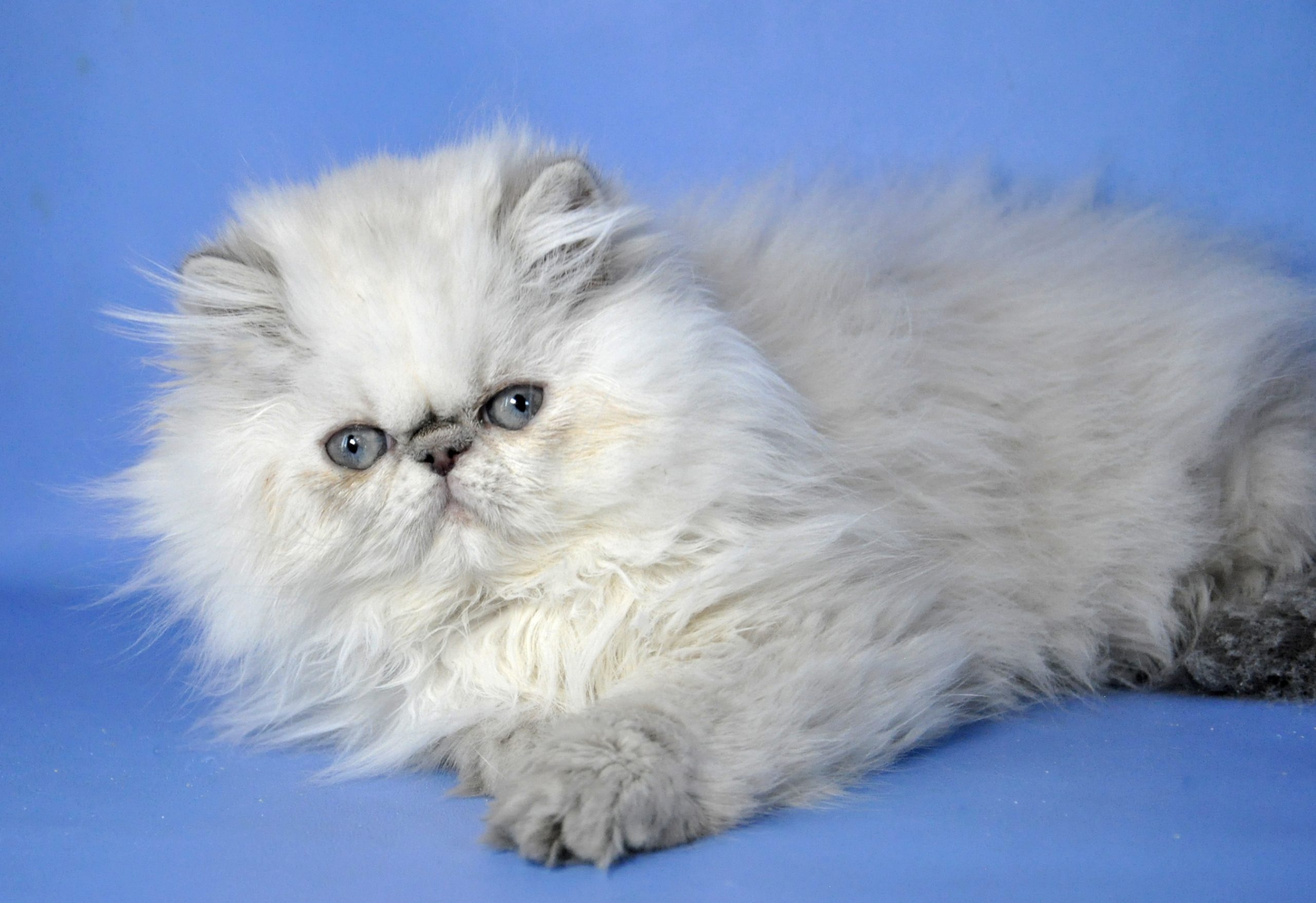 Jenny Persian