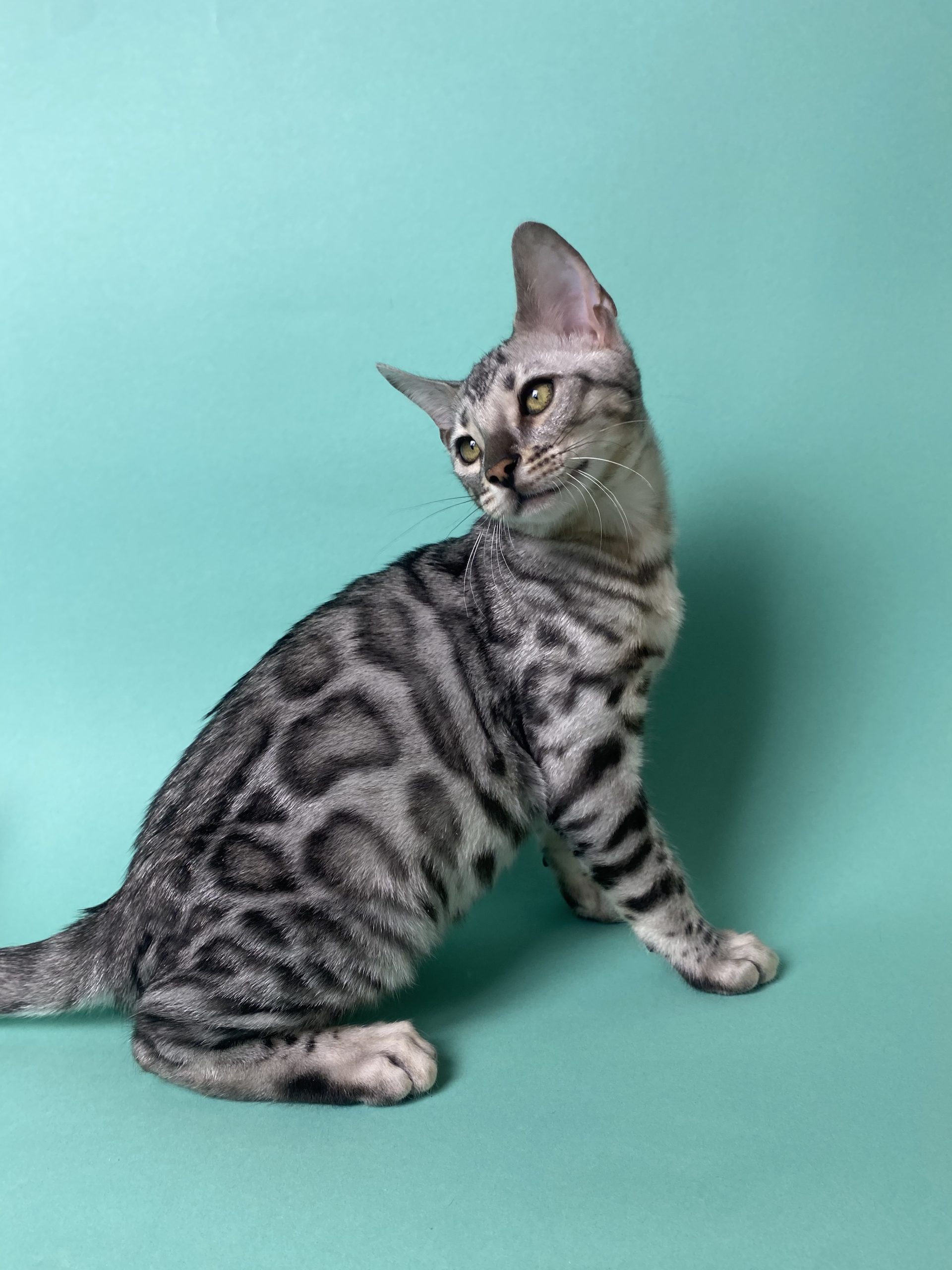 Aristotle Bengal