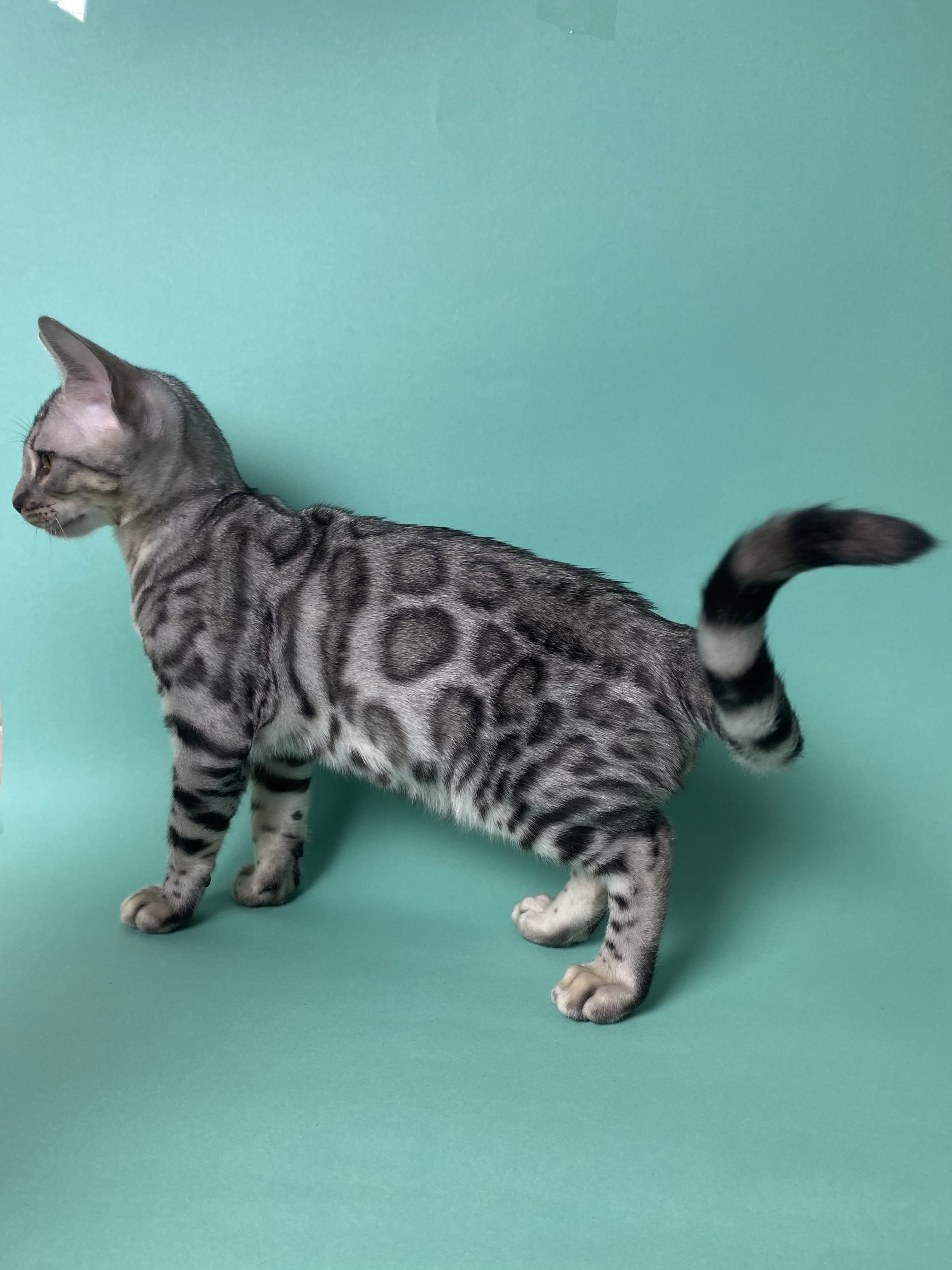 Aristotle Bengal