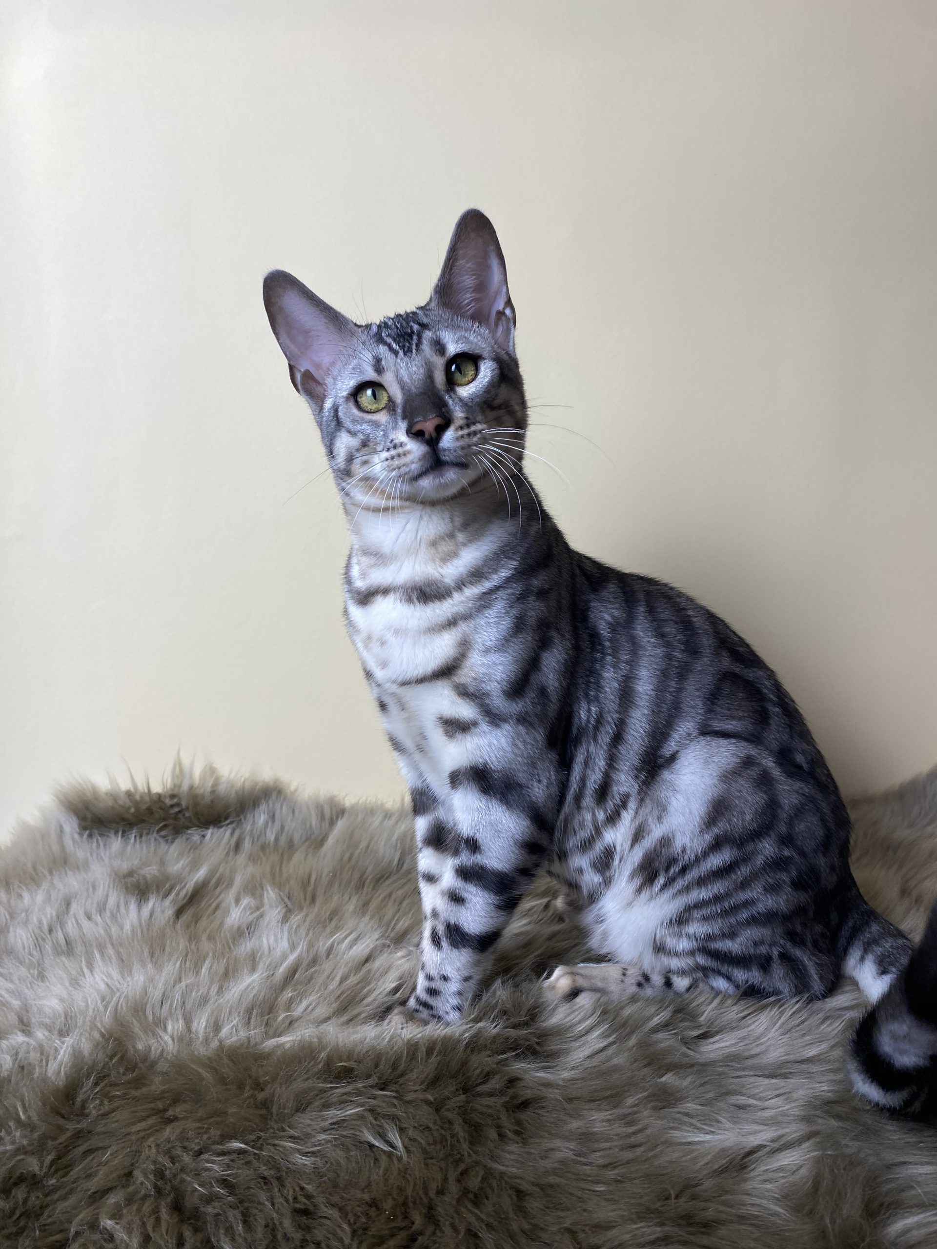 Askold Bengal