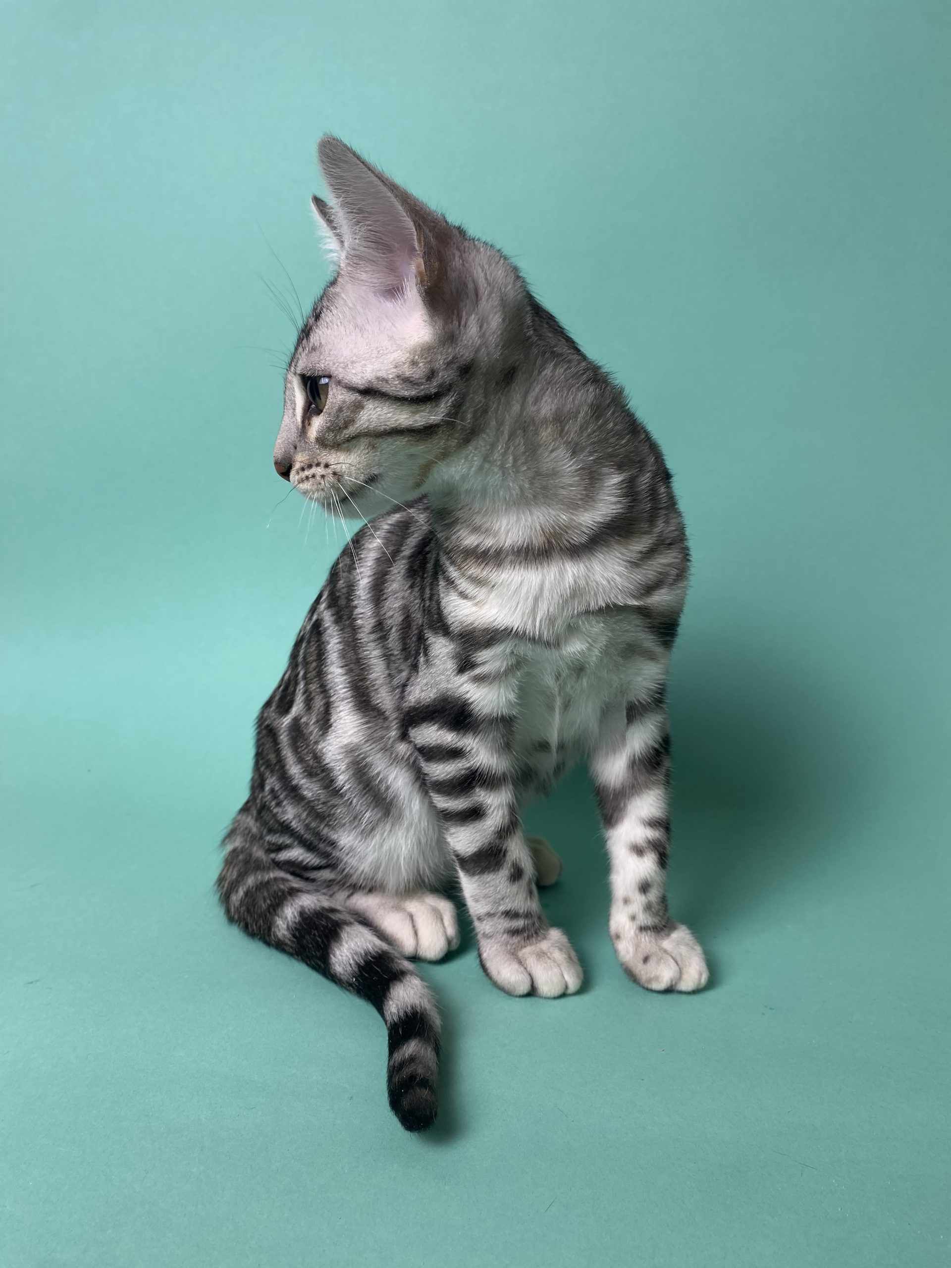 Askold Bengal