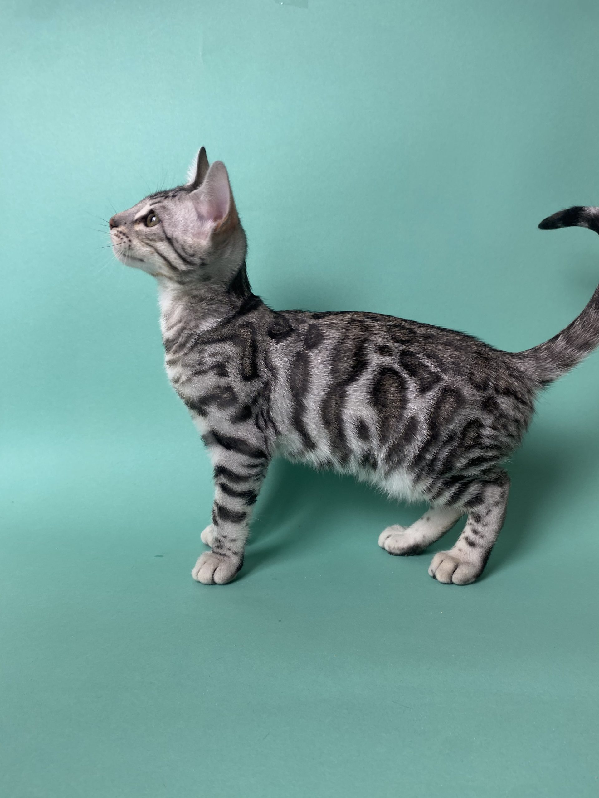 Askold Bengal