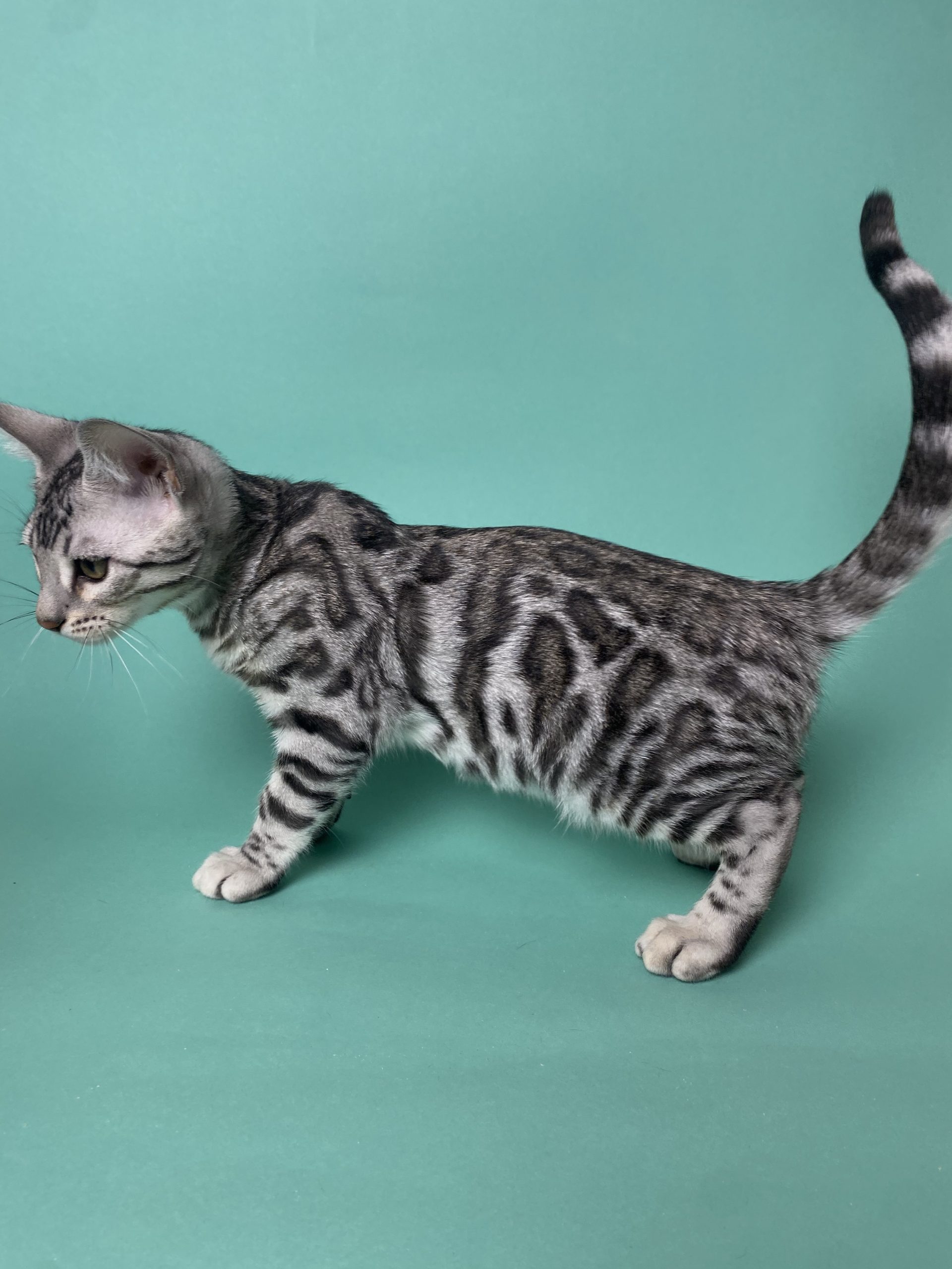 Askold Bengal