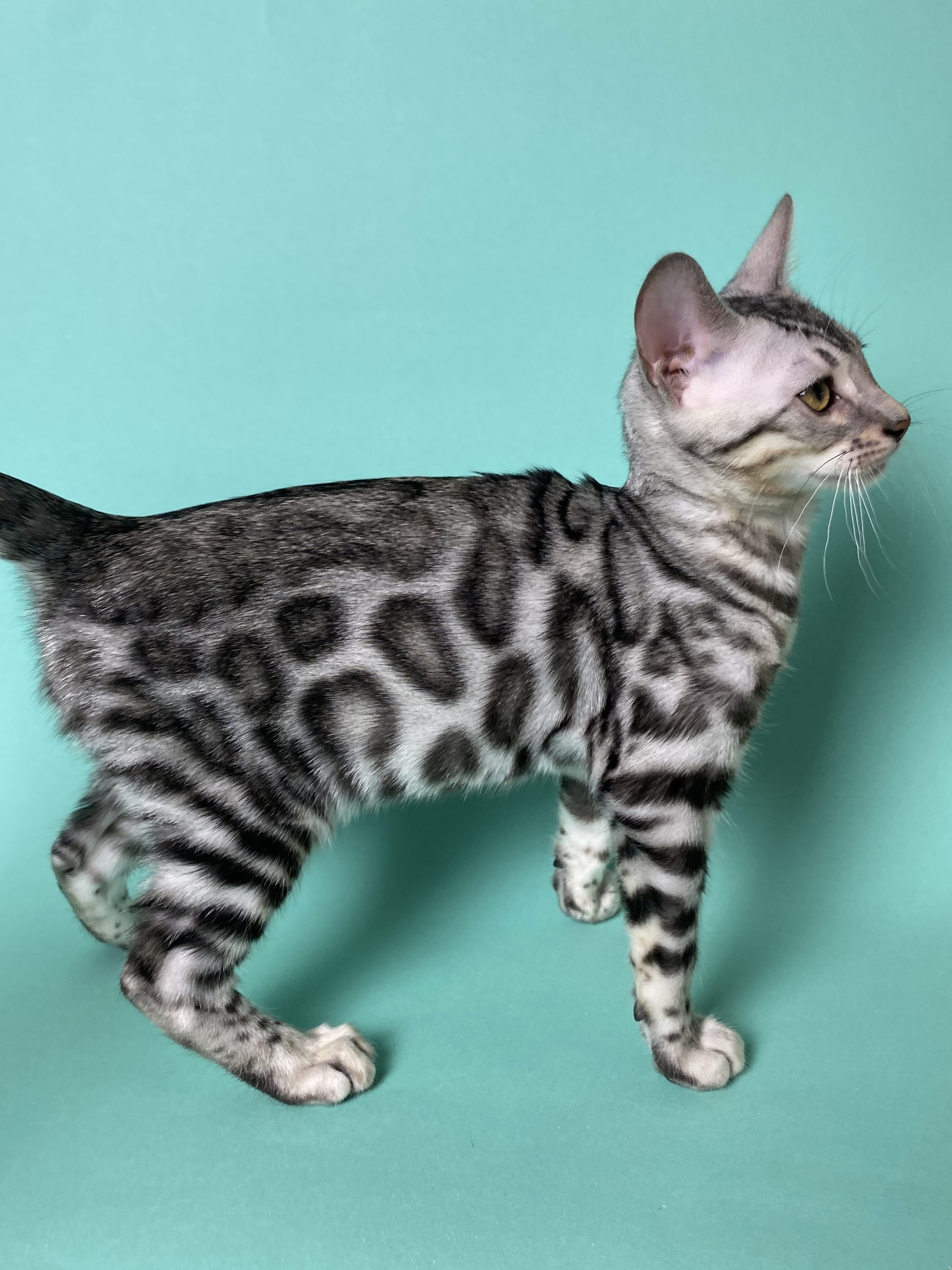 Avgustina Bengal