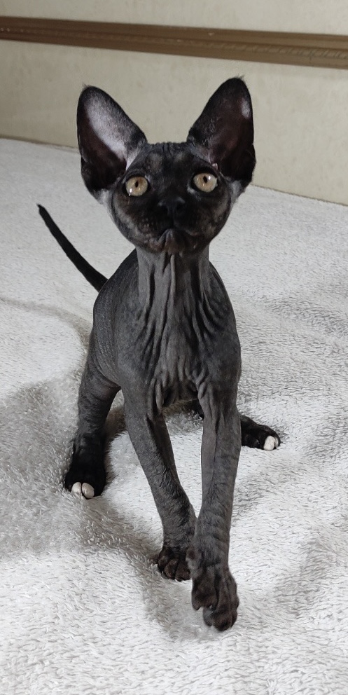 Deika Sphynx