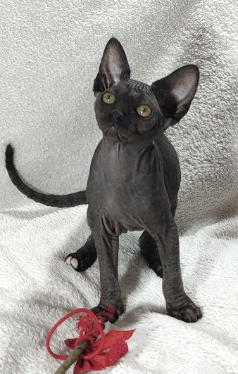 Deika Sphynx