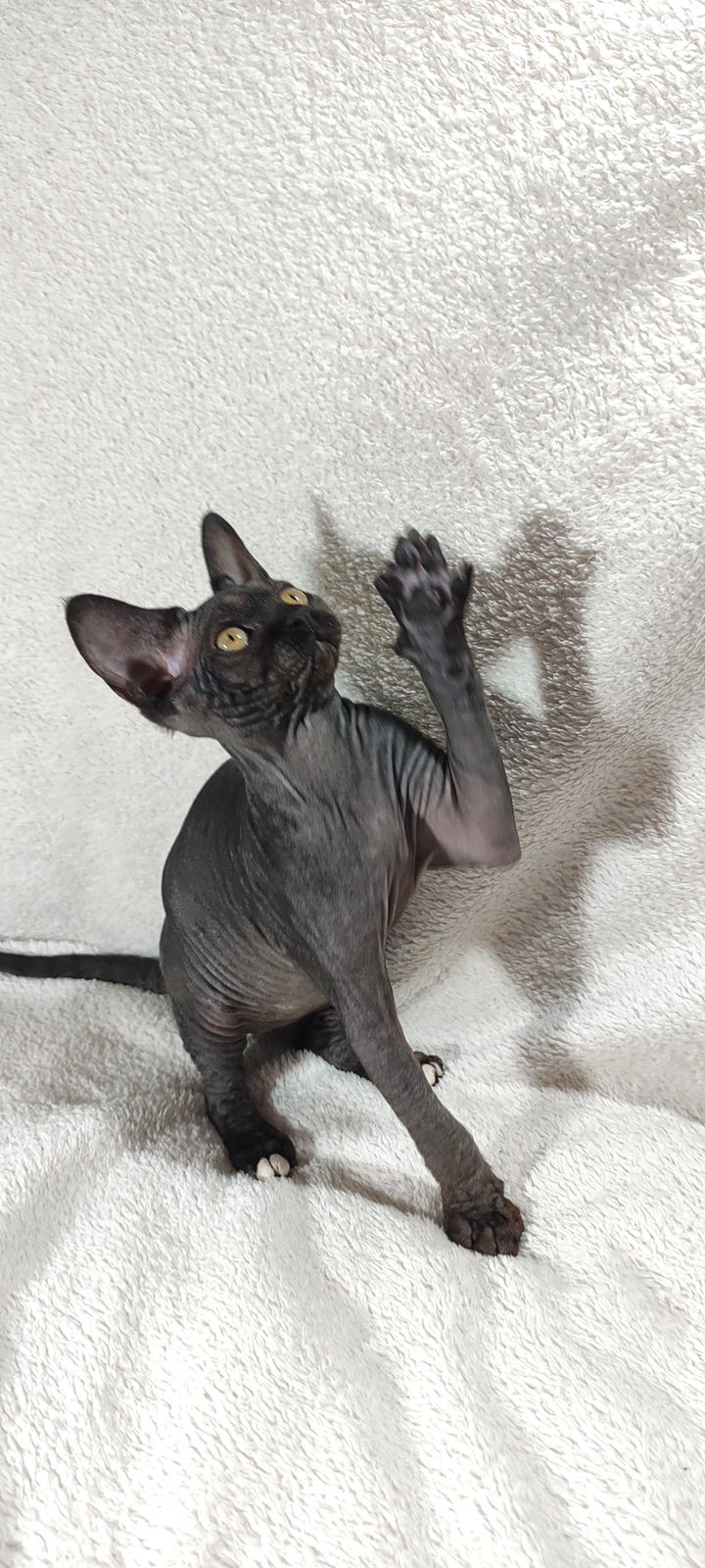 Deika Sphynx