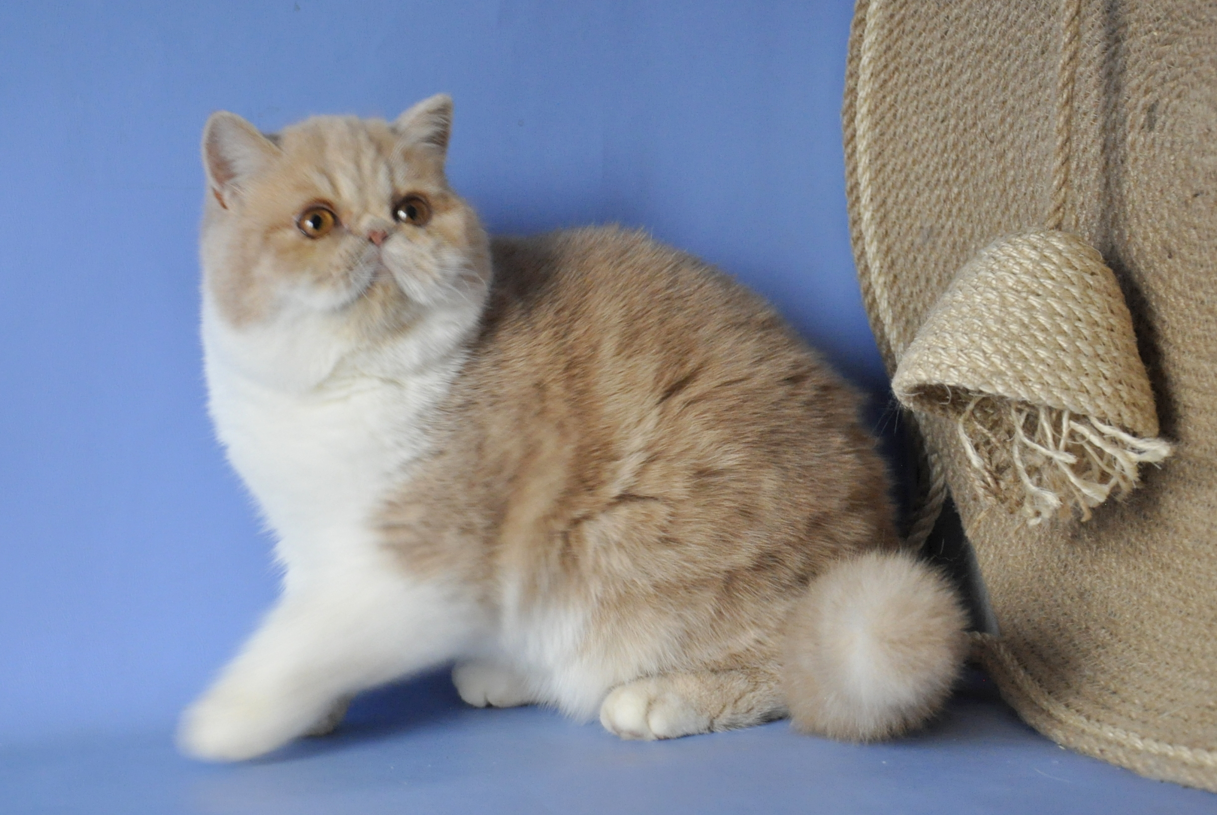 Marcela Exotic Shorthair