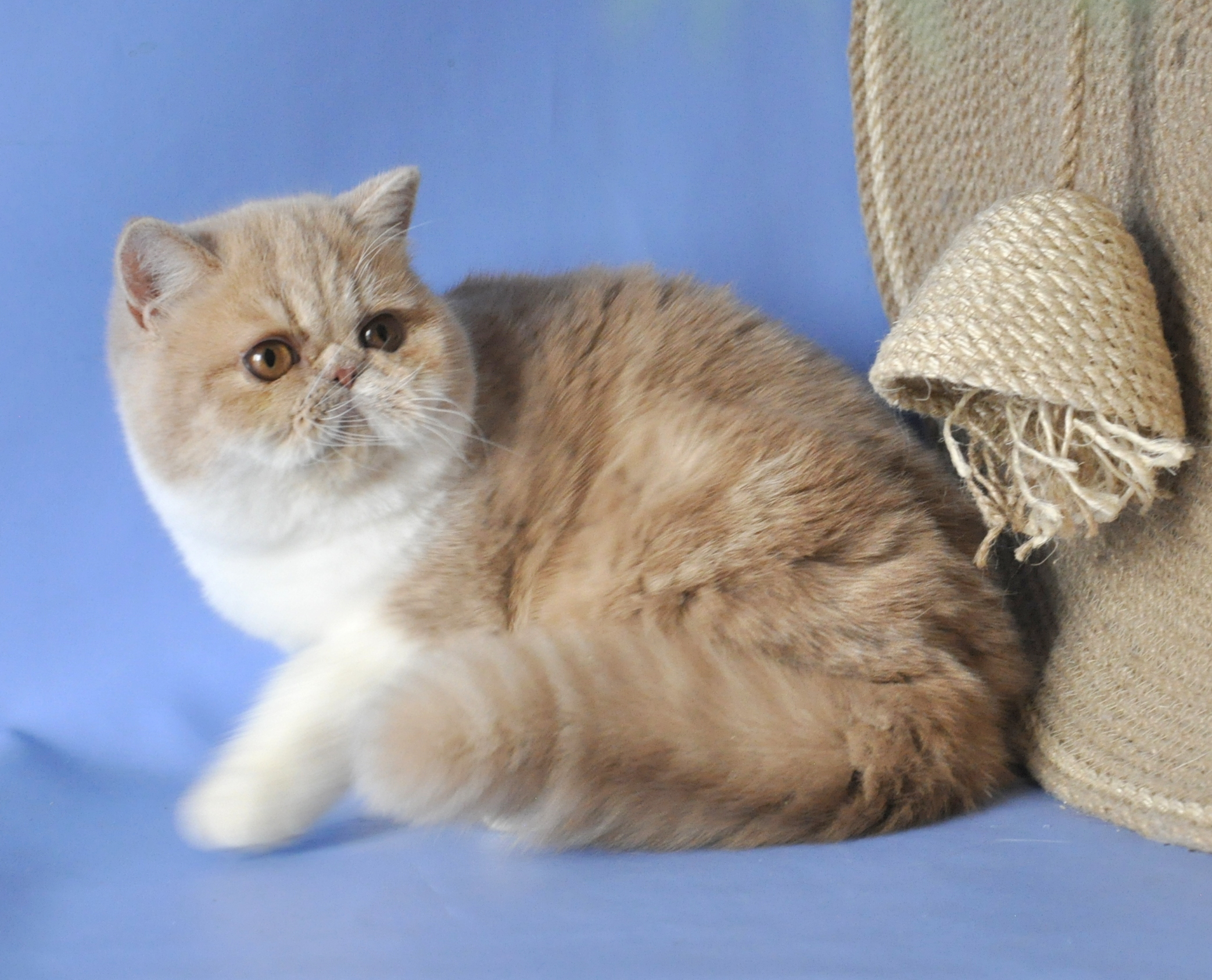 Marcela Exotic Shorthair