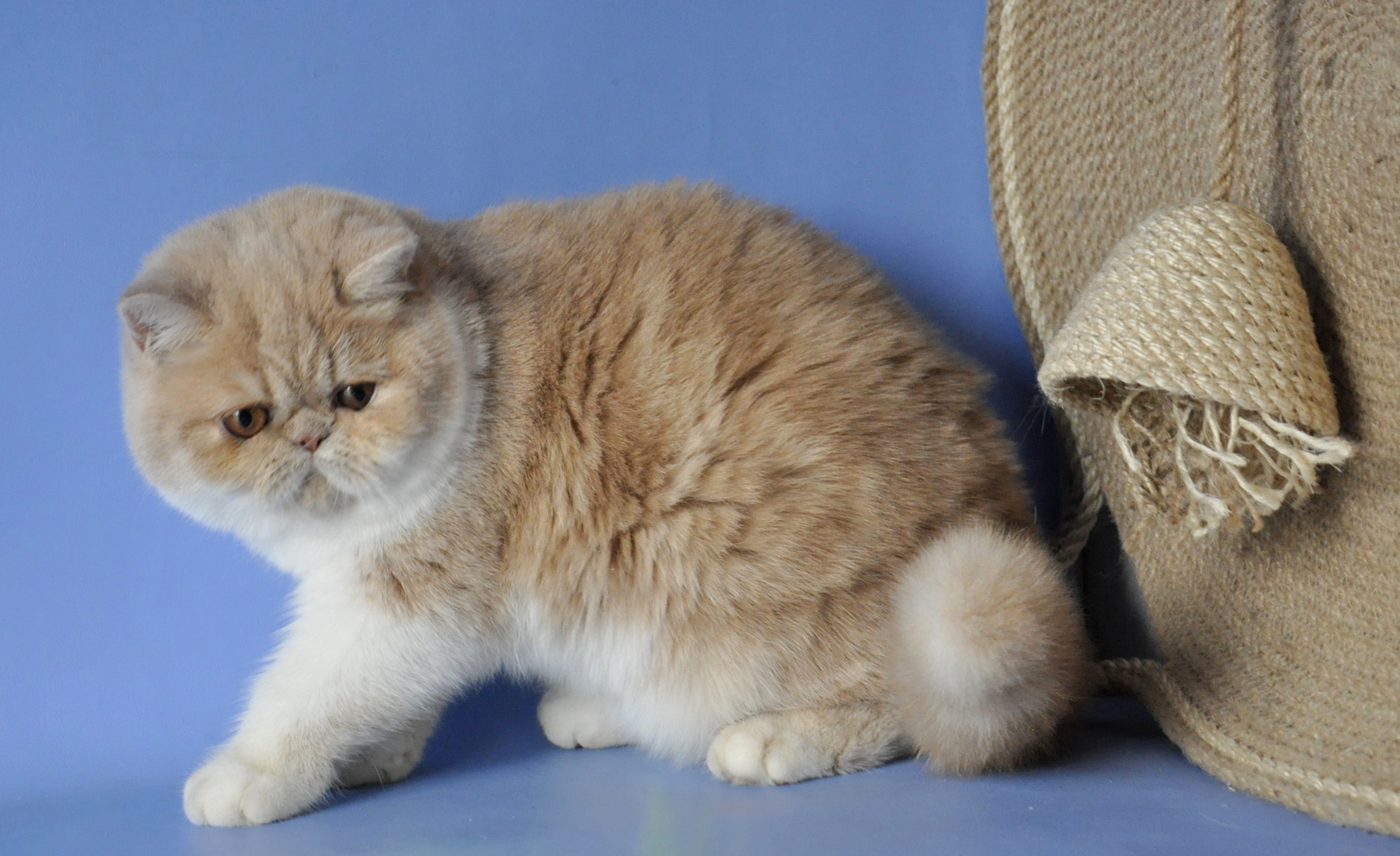 Marcela Exotic Shorthair