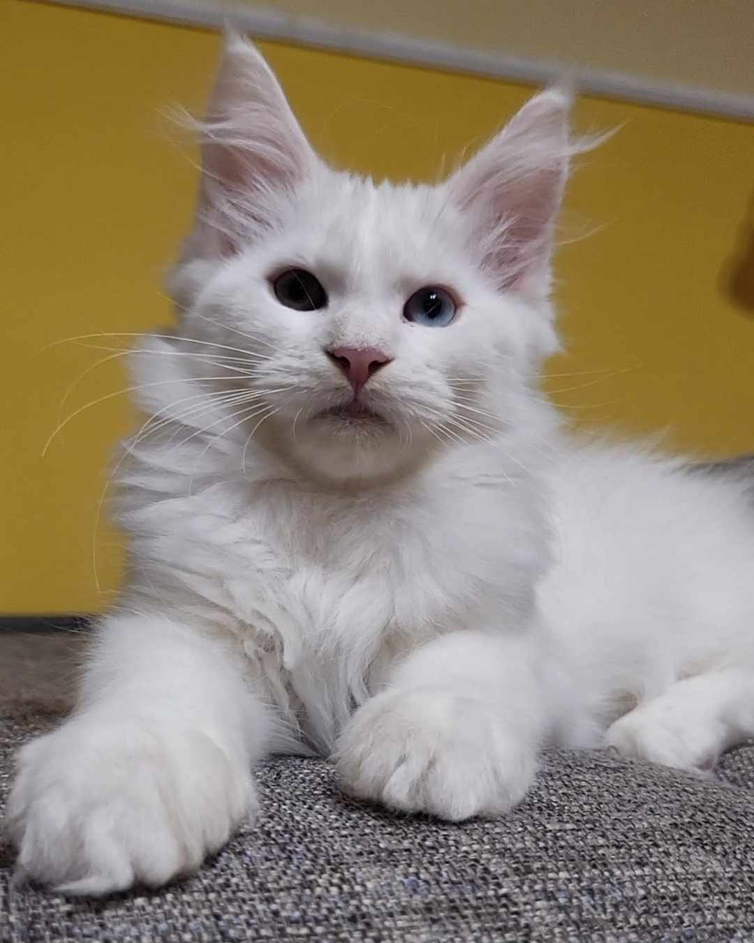 Nube Maine Coon