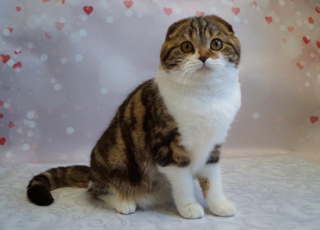 Svetozara Scottish Fold