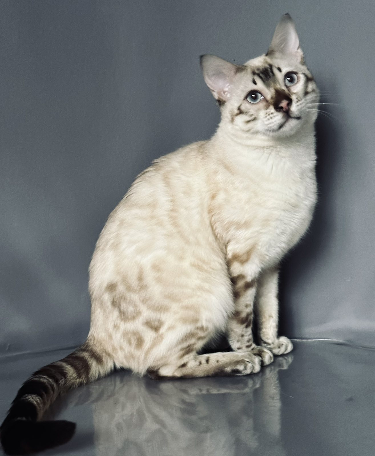 Vinsent Bengal